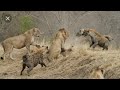 Mpambano simba na fisi king lion  vs hyenas family