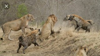 MPAMBANO: Simba na Fisi King Lion  Vs Hyena's Family