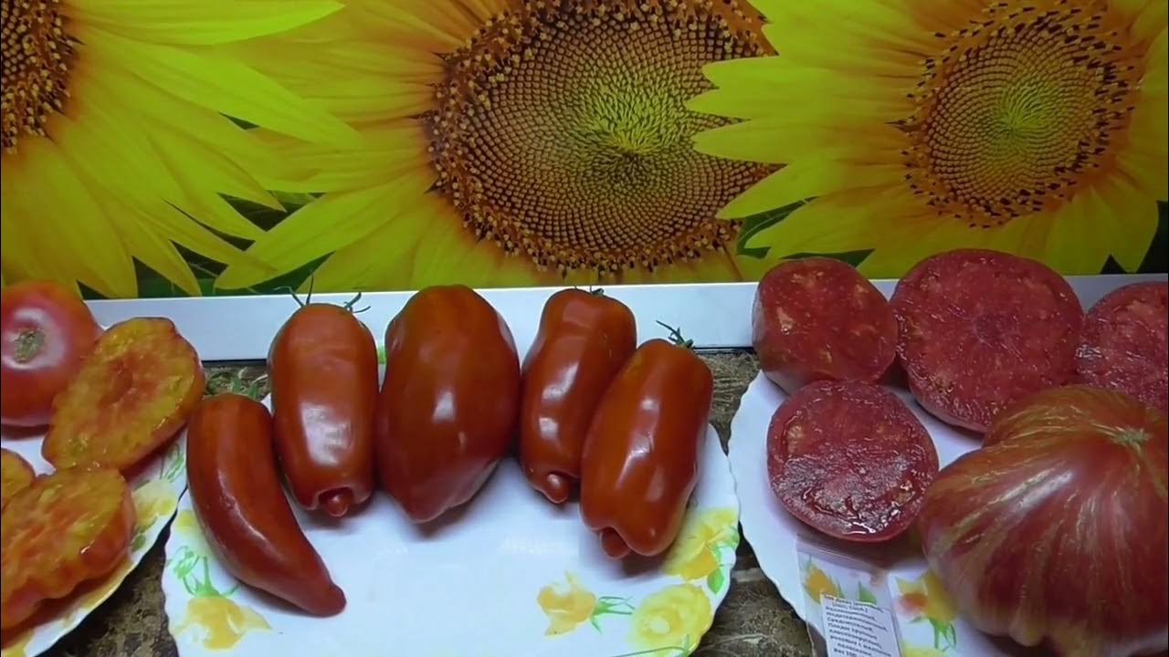 Томаты - новинки 2022 года. Томат Сердце борова. Обзор и дегустация ...