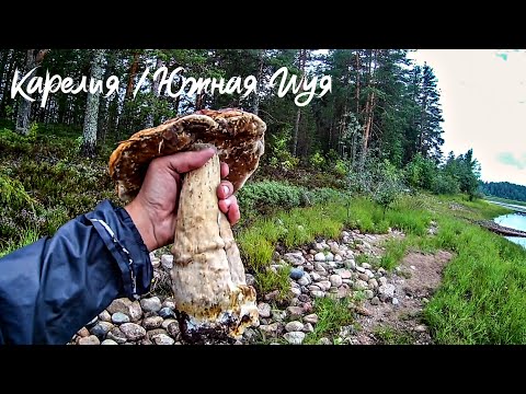 КАРЕЛИЯ #5. Сплав по реке ШУЯ. Огромные Грибы. ШОТОЗЕРО и ВАГАТОЗЕРО. Порог КУМИО. 45км в день