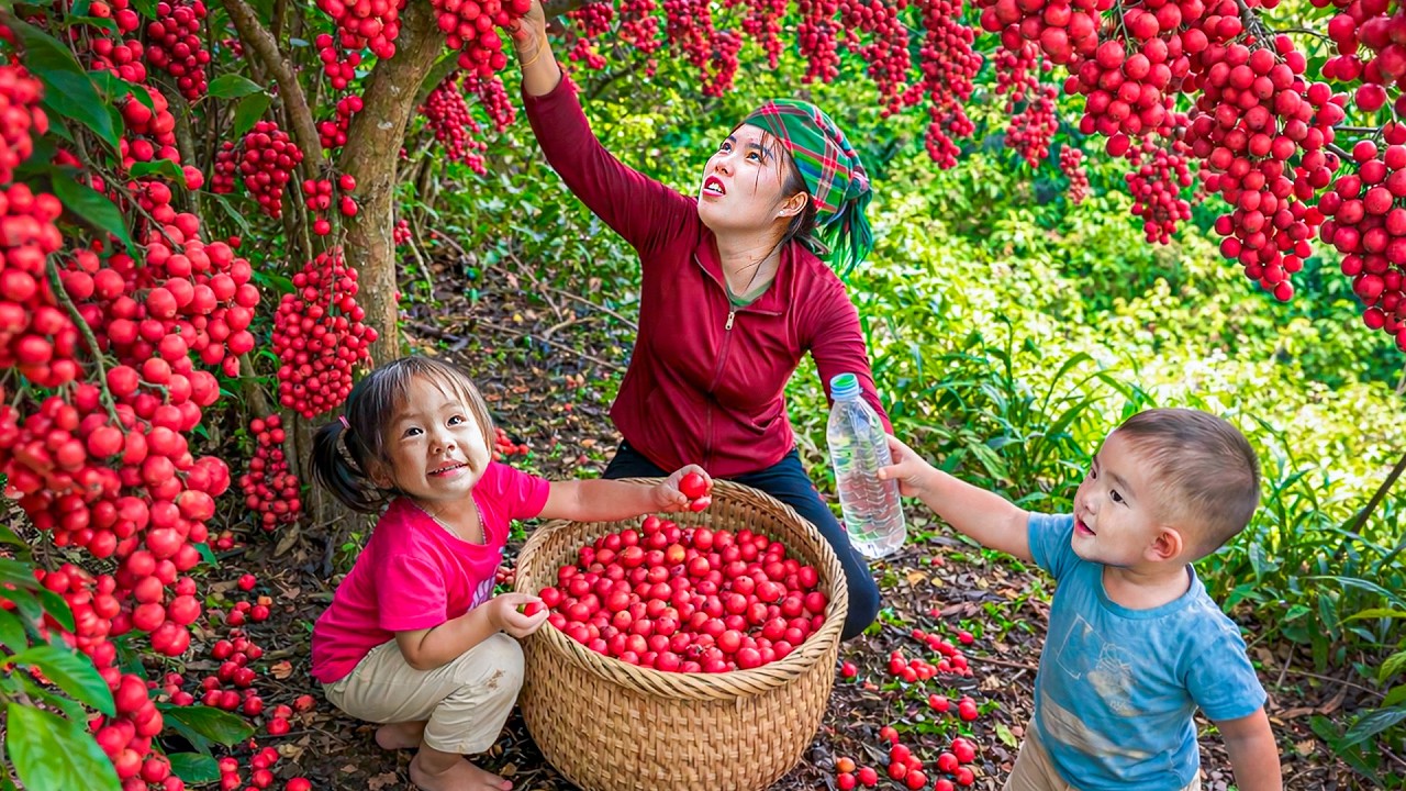 Harvesting Red Wild Berries in Forest with My Daughter and Son – Market Sell and Fried Fish Lunch