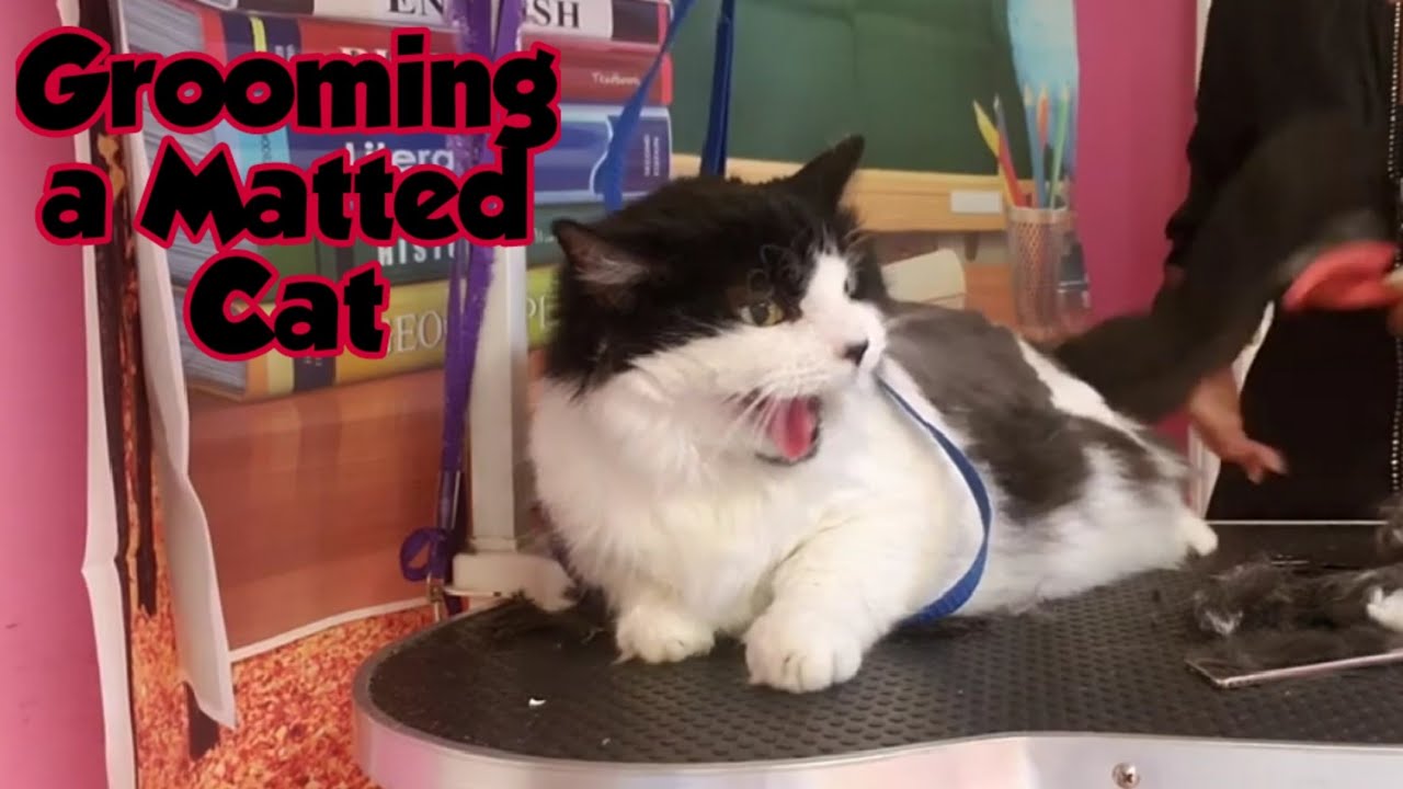 Shaving a Matted Cat Tutorial YouTube