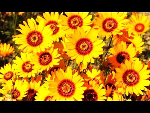 Video: Oranje blomme: blomperiode, aroma, foto, versorgingskenmerke