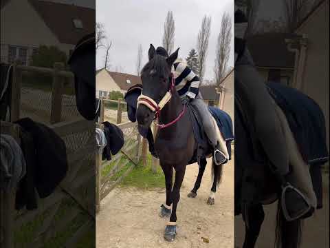 Vidéo: Éloge de l'équitation d'hiver