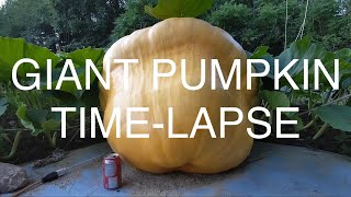 Giant Pumpkin Time-Lapse (June - July 2021)