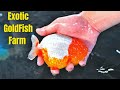 SECRET GOLDFISH FARM IN SINGAPORE | NK Farm Singapore