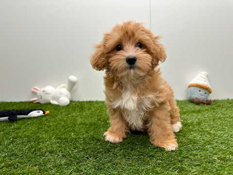 Video van Maltipoo Male Apricot - PUP-ID 033450865 | Dierenhof Debrabandere