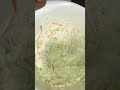 Drop MEAL for my 7 day meal plan #ketocheftanya #carnivorerecipes #ketorecipes #jerseyshorefood