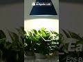 Briignite Full Spectrum Light Bulbs #shorts