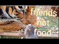 Do tigers see them as food ?