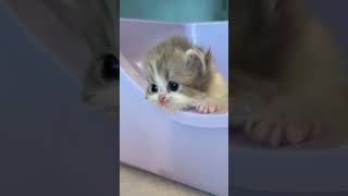 Dear Kitten