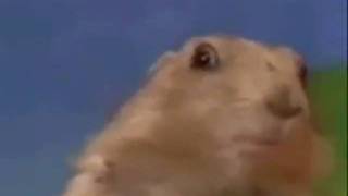 Ardilla Dramatica Version Luis Miguel