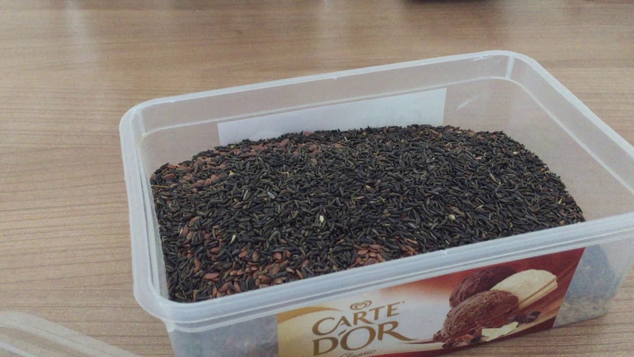 Kanarya Tüy Dönemi Yemi Hazırlama