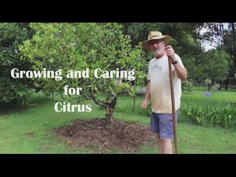 Video: Podzemne rastline limoninega drevesa – kaj bo raslo pod limoninim drevesom