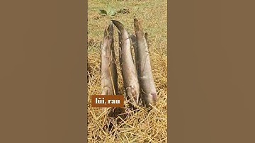 Cá lóc nướng rơm - Ca loc nuong rom thom ngon kho quen