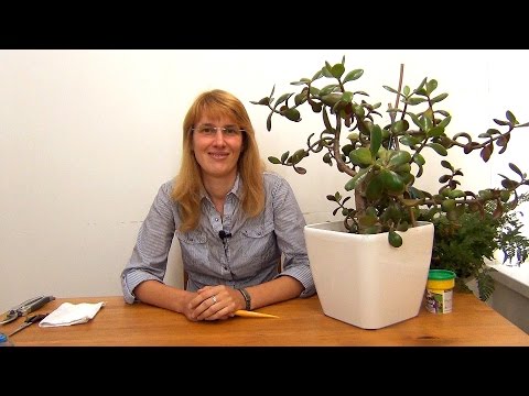 Видео: Цэцэглэж буй мөнгөний мод: тарган эмэгтэй гэртээ хэр олон удаа цэцэглэдэг вэ? Крассула хэрхэн цэцэглэх вэ?