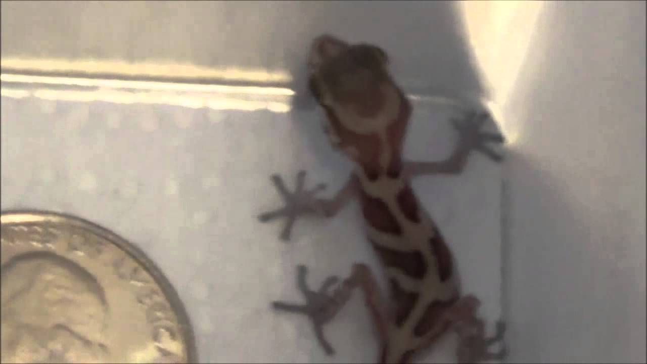 lizard skin grips Steamwerks' FLog: Anery Panther Gecko Hatchling 2/22/2014