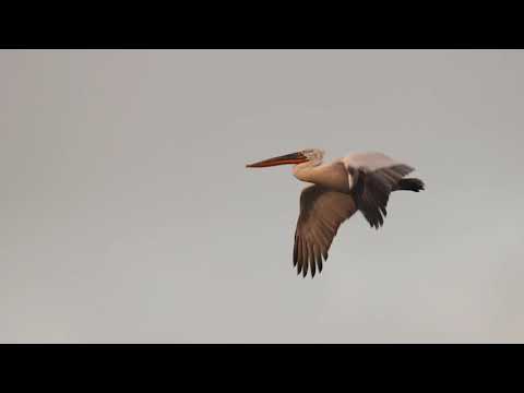 Pelecanus crispus, (Pelikani