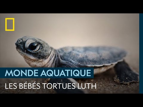 La Dure Vie D Un Bebe Tortue Youtube La Dure Vie D Un Bebe Tortue Youtube