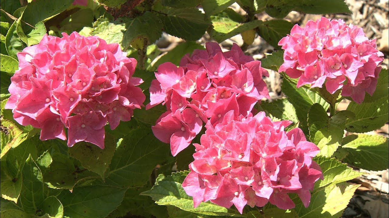 梅雨の花 アジサイ50種類が見ごろ 香川 坂出市の番の州公園 Youtube 梅雨の花 アジサイ50種類が見ごろ 香川 坂出市の番の州公園 Youtube