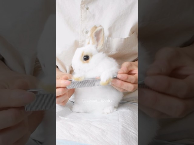 夏はブラッシングですっきりさっぱり✨チャーリーちゃん🐰