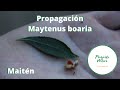 Proyecto nativo propagacin del maitn maytenus boaria n2