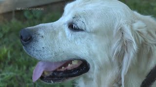 July 4th fireworks can be ruff for many dog owners