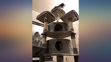 Hey-brother 65" Extra Large Multi-Level Cat Tree Condo Furniture with Sisal-Covered review