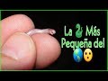 Me llegó la SERPIENTE más PEQUEÑA del mundo.