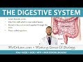 Digestive System - GCSE Biology (9-1) 📚