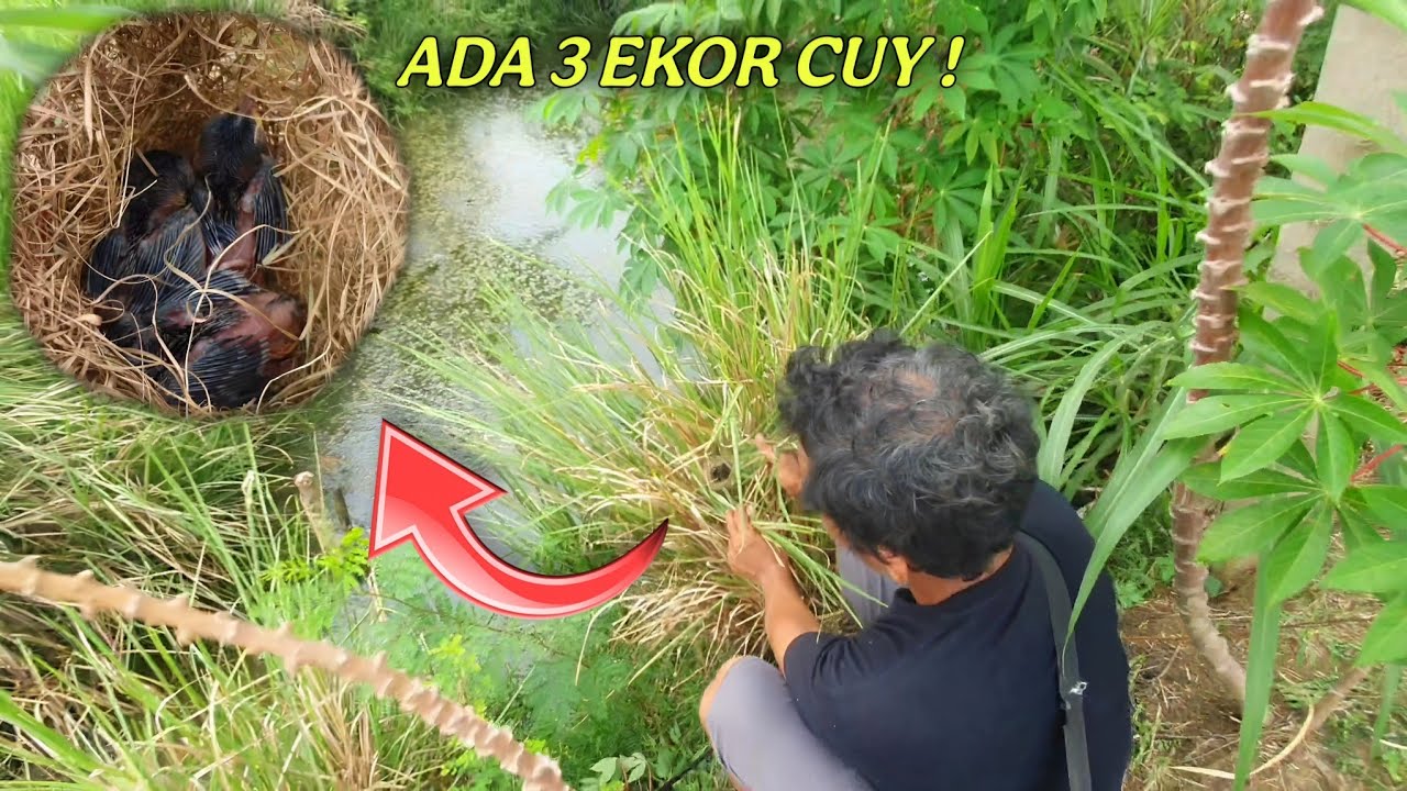 Niatnya istirahat malah dapat sarang prenjak alang alang 