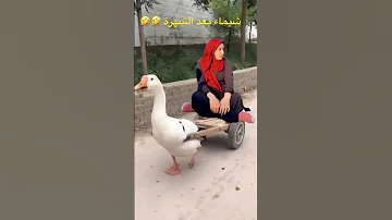 شيماء بعد الشهره 