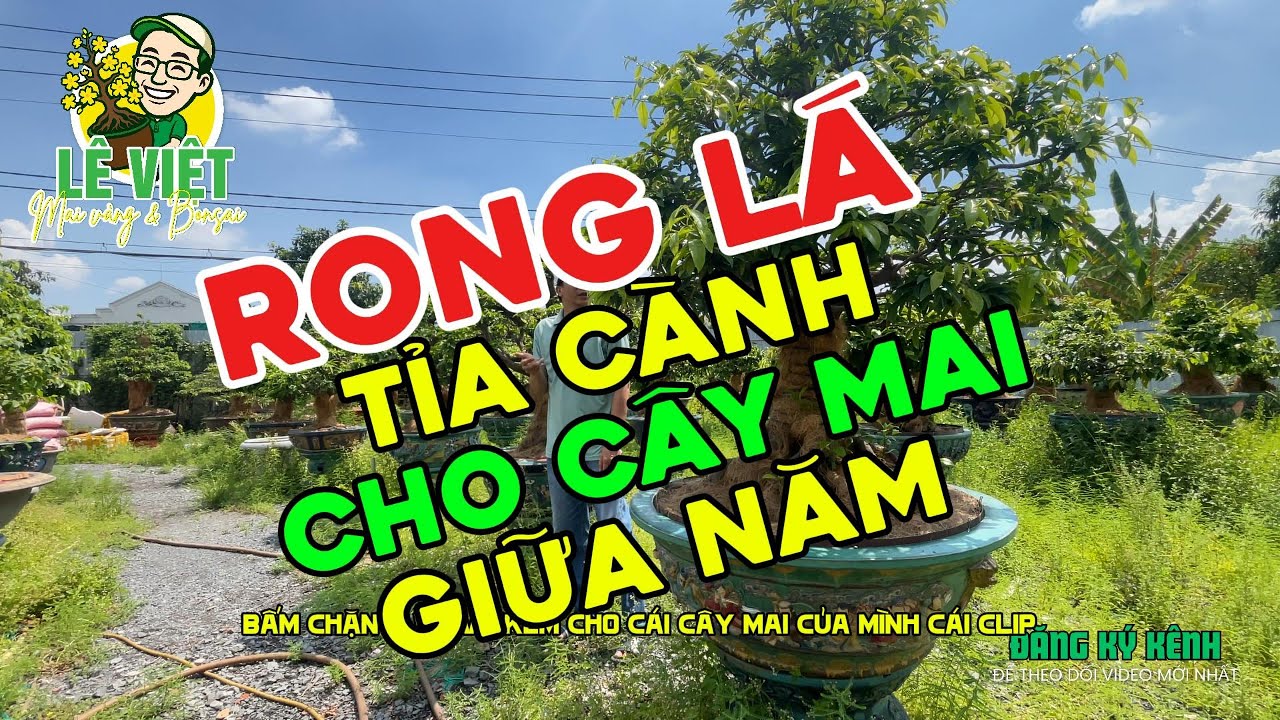 Rong lá - Tỉa Cành: Cách thức làm, lưu ý trước& sau khi làm cho cây mai sao cho phù hợp với năm 2025
