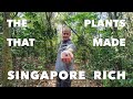 Singapore’s colonial-era crops: Money makers from Mother Nature (讓新加坡致富的樹與植物)