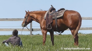 WBC Kharisma***For info, price, etc., go to our website***ValleyViewRanch.net