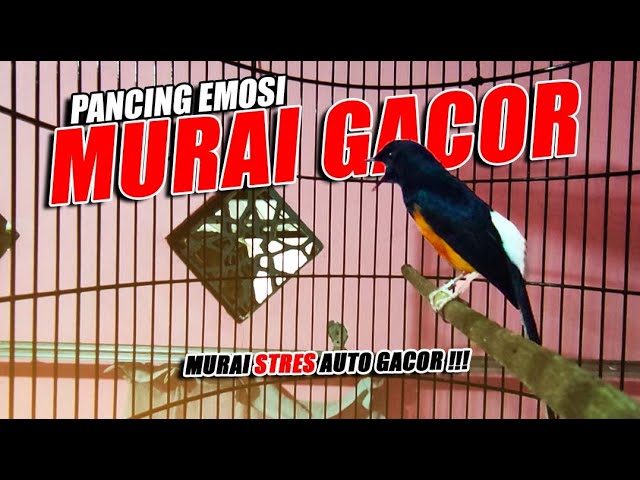 MURAI BATU GACOR PANCING BURUNG STRES 🔥🔥 VIDEO PANCING EMOSI ❗❗ class=