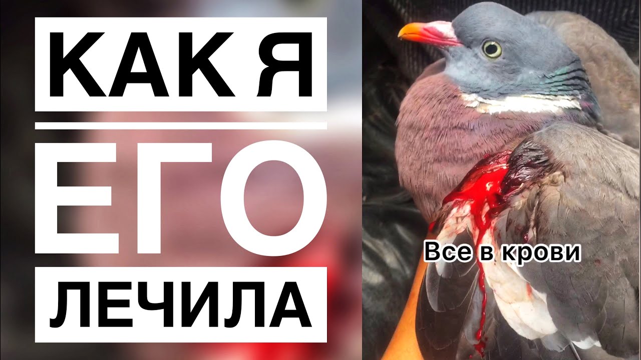 Раздавить голубя машиной примета