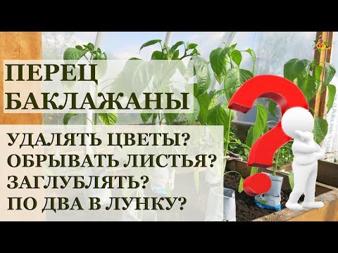 Высаживаю рассаду ПЕРЦА И БАКЛАЖАНОВ / Ответы на многие вопросы