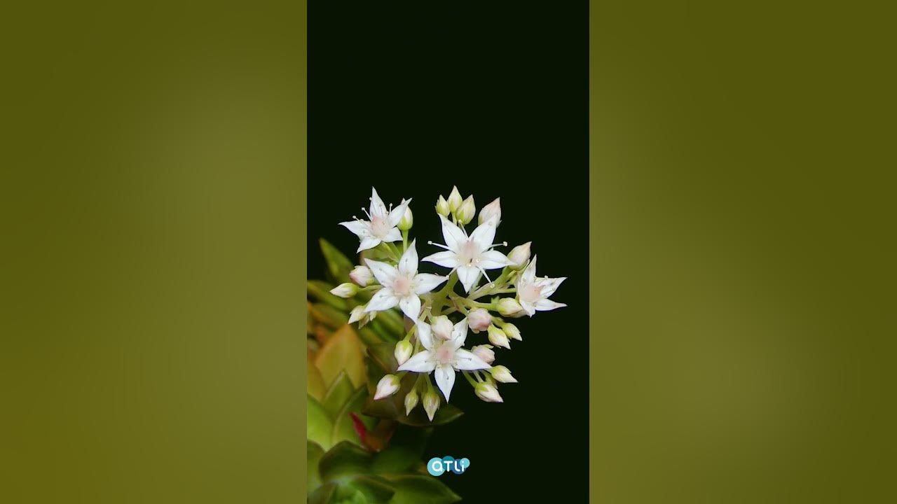 ATLI TIME LAPSE Plant Growing Time Lapse Flowering Succulents YouTube