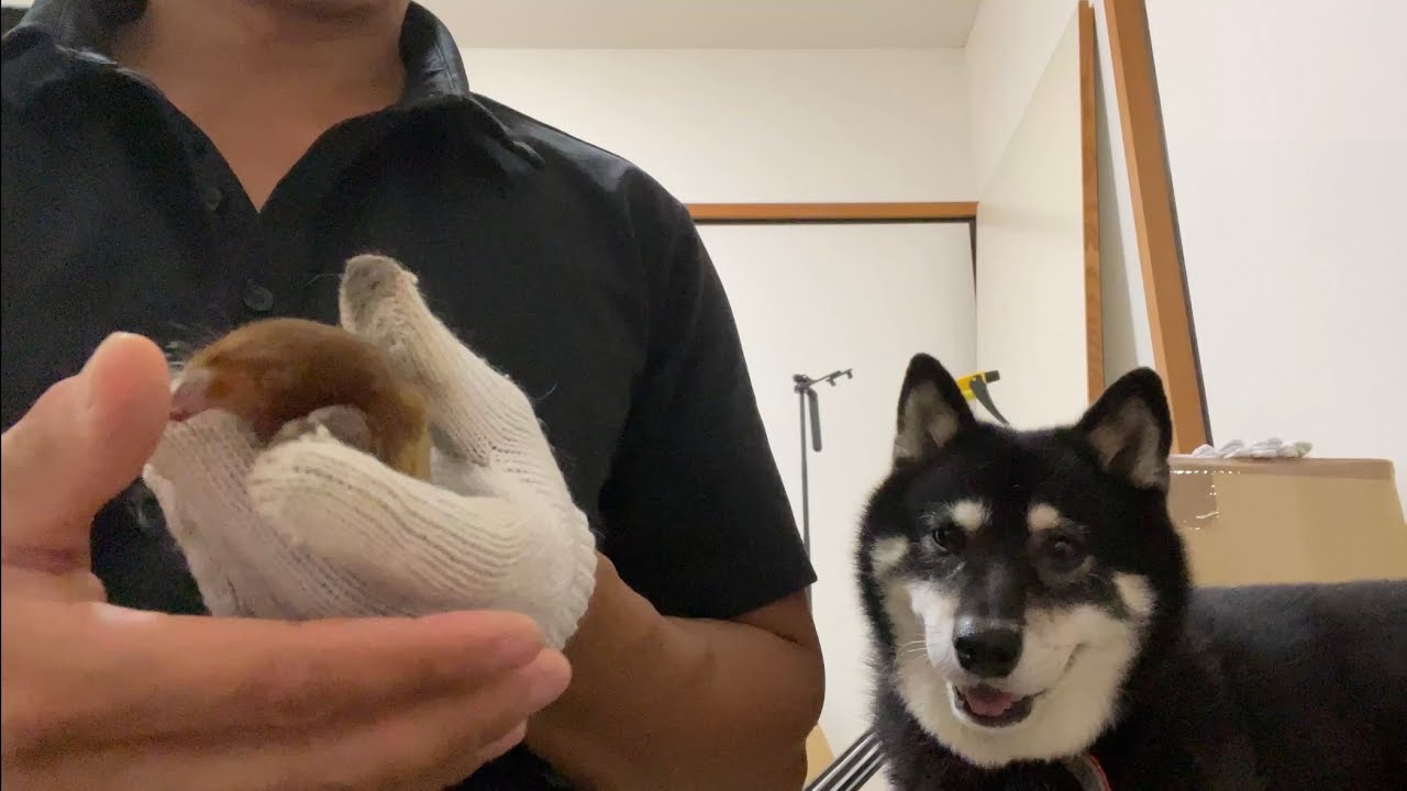 人懐っこいモグラが一瞬で潜ります