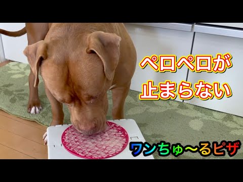 【ASMR】ピットブルがワンちゅ〜るをペロペロ舐めまくる