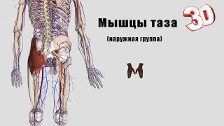 Мышцы пояса нижней конечности (мышцы таза: наружная группа) - детальный обзор 3д Мышцы пояса нижней конечности (мышцы таза: наружная группа) - детальный обзор 3д