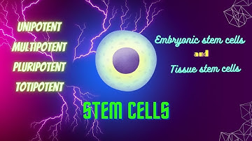 stem cells |unipotent multipotent pluripotent totipotent |stem cells explained |stem cells pathology