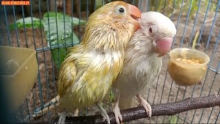 CARA CEPAT MENJODOHKAN LOVEBIRD ALA JEJAK FORESTER 21