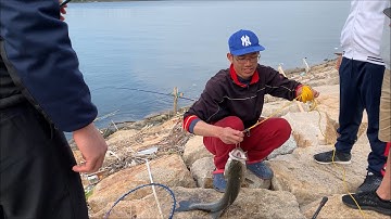 Cách câu cá vược và cá tráp ở cửa biển bằng mồi trùn biển ( hà đỏ )