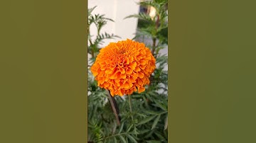 marigold flower #cr7football #flowers #fitnesstracker #music #reels