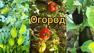 Огород. Выращивание нута, помидоров, баклажанов и других овощей.