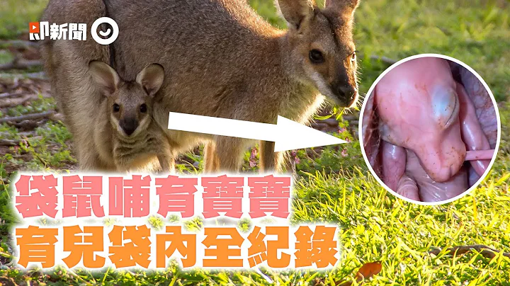 袋鼠寶寶育兒袋哺育過程全紀錄！從「小肉團→長大」珍貴畫面萌翻｜喝奶｜生長過程｜四肢發展｜精選影片 - 天天要聞