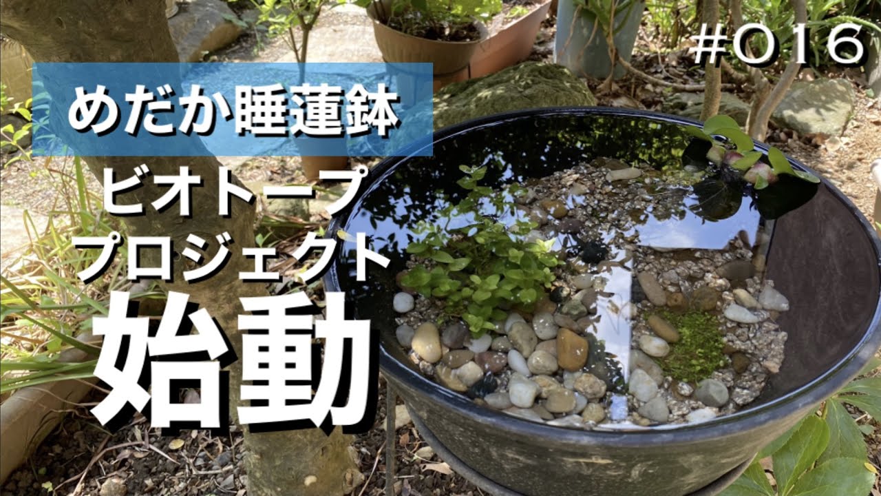 16 めだか睡蓮鉢ビオトーププロジェクト始動 中國公民