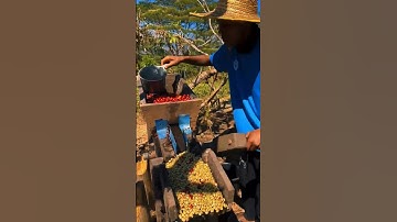 Alat sederhana untuk mengupas biji kopi #shorts